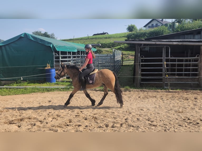 Weitere Ponys/Kleinpferde Wallach 3 Jahre 138 cm Falbe in Morsbach