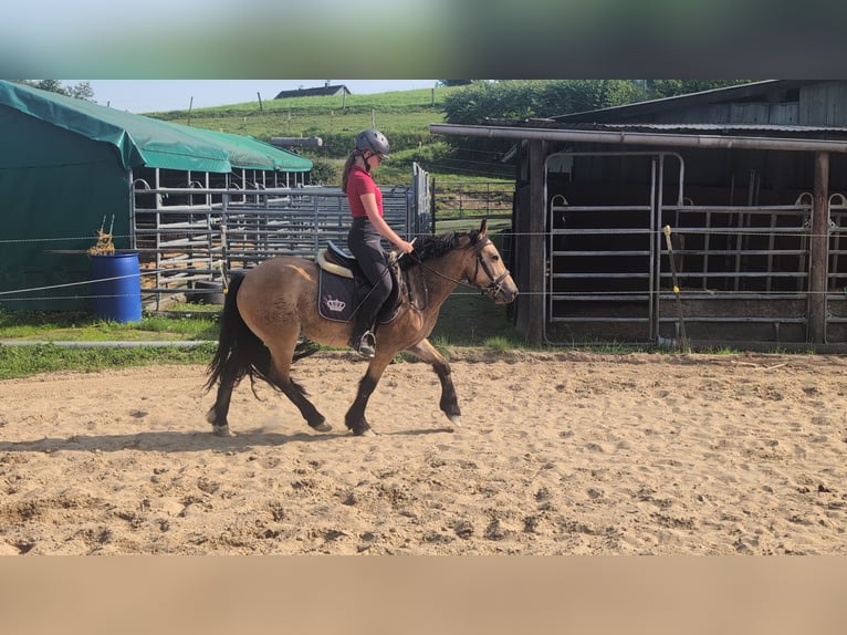 Weitere Ponys/Kleinpferde Wallach 3 Jahre 138 cm Falbe in Morsbach