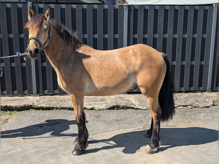 Weitere Ponys/Kleinpferde Wallach 3 Jahre 138 cm Falbe in Morsbach