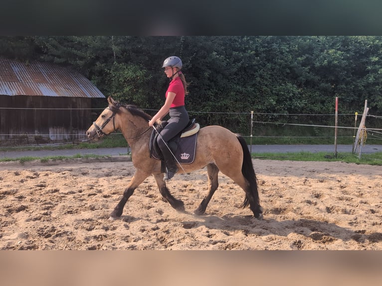 Weitere Ponys/Kleinpferde Wallach 3 Jahre 138 cm Falbe in Morsbach