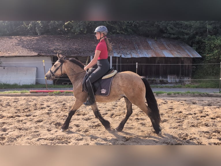 Weitere Ponys/Kleinpferde Wallach 3 Jahre 138 cm Falbe in Morsbach