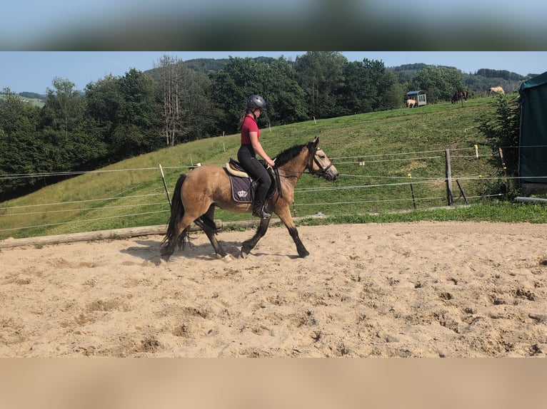 Weitere Ponys/Kleinpferde Wallach 3 Jahre 138 cm Falbe in Morsbach
