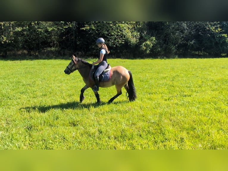 Weitere Ponys/Kleinpferde Wallach 3 Jahre 138 cm Falbe in Morsbach