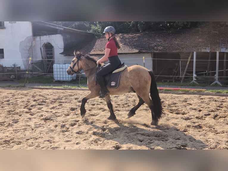 Weitere Ponys/Kleinpferde Wallach 3 Jahre 138 cm Falbe in Morsbach