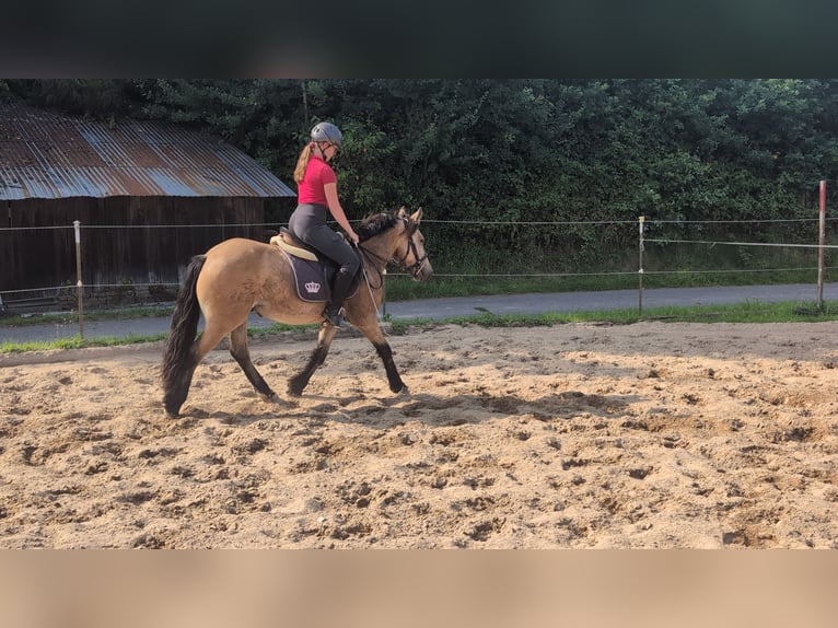 Weitere Ponys/Kleinpferde Wallach 3 Jahre 138 cm Falbe in Morsbach