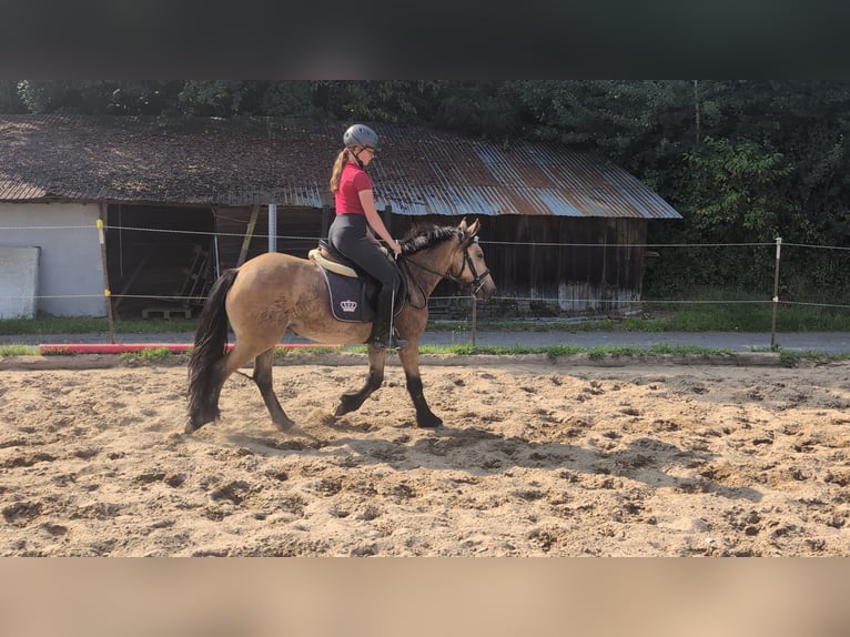 Weitere Ponys/Kleinpferde Wallach 3 Jahre 138 cm Falbe in Morsbach