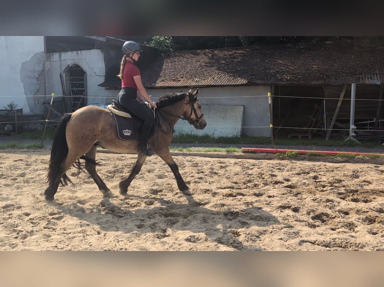 Weitere Ponys/Kleinpferde Wallach 3 Jahre 138 cm Falbe in Morsbach