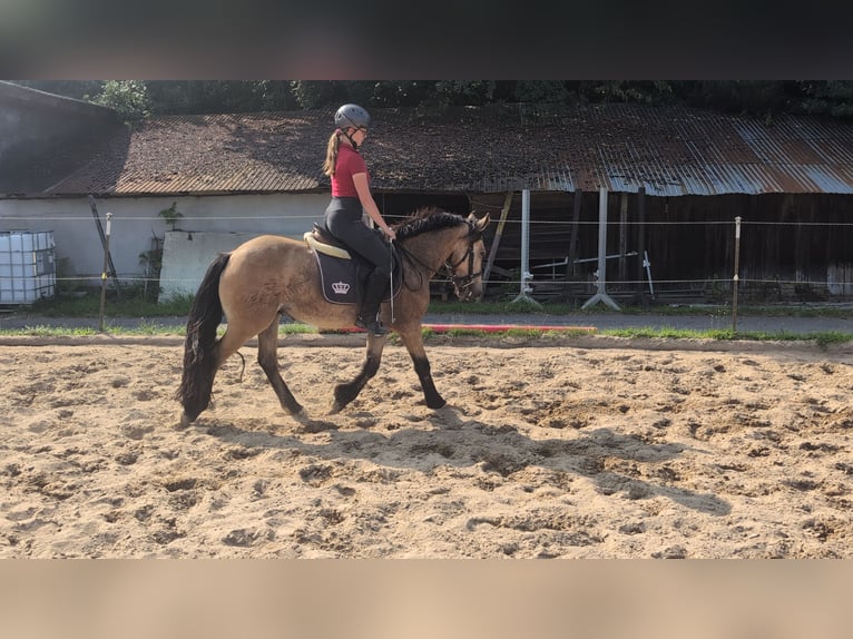 Weitere Ponys/Kleinpferde Wallach 3 Jahre 138 cm Falbe in Morsbach