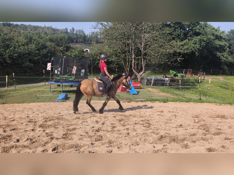 Weitere Ponys/Kleinpferde Wallach 3 Jahre 138 cm Falbe in Morsbach