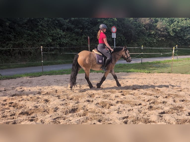 Weitere Ponys/Kleinpferde Wallach 3 Jahre 138 cm Falbe in Morsbach