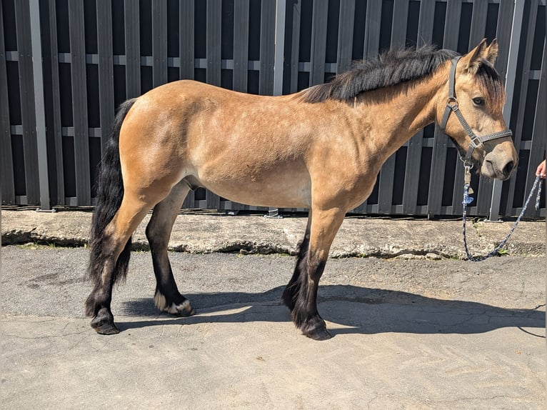 Weitere Ponys/Kleinpferde Wallach 3 Jahre 138 cm Falbe in Morsbach