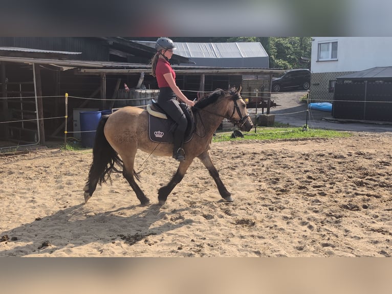 Weitere Ponys/Kleinpferde Wallach 3 Jahre 138 cm Falbe in Morsbach