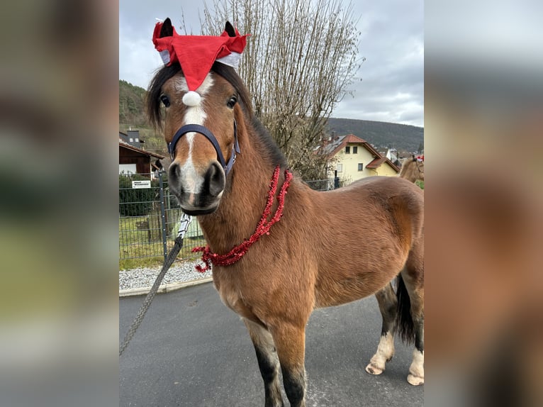 Weitere Ponys/Kleinpferde Mix Wallach 3 Jahre 140 cm Brauner in Altenbuch