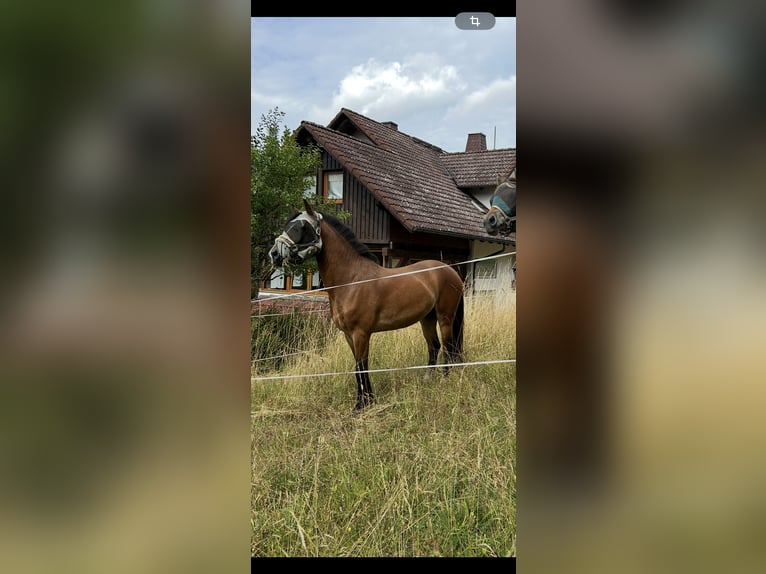 Weitere Ponys/Kleinpferde Mix Wallach 3 Jahre 140 cm Brauner in Altenbuch