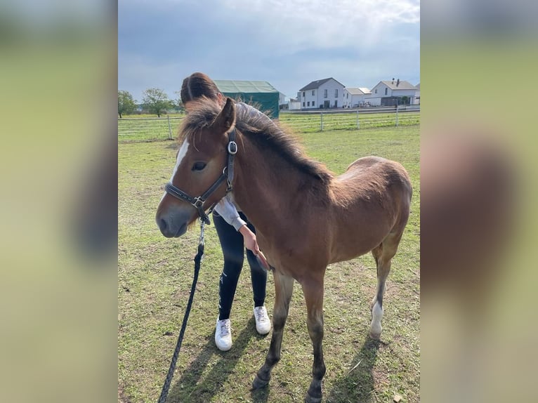 Weitere Ponys/Kleinpferde Mix Wallach 3 Jahre 140 cm Brauner in Altenbuch