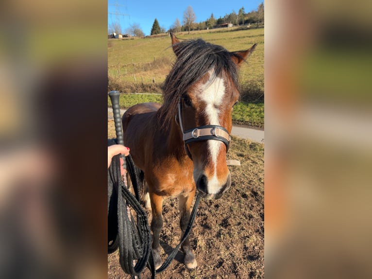 Weitere Ponys/Kleinpferde Mix Wallach 3 Jahre 140 cm Brauner in Altenbuch