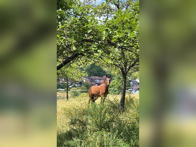 Weitere Ponys/Kleinpferde Mix Wallach 3 Jahre 140 cm Brauner in Altenbuch