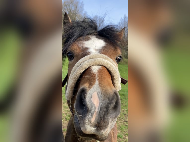 Weitere Ponys/Kleinpferde Mix Wallach 3 Jahre 140 cm Brauner in Altenbuch