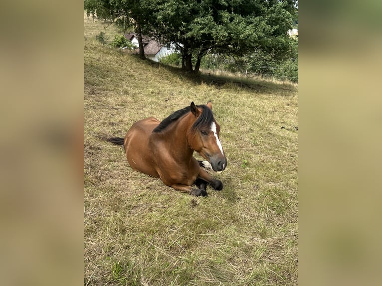 Weitere Ponys/Kleinpferde Mix Wallach 3 Jahre 140 cm Brauner in Altenbuch