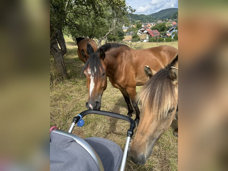 Weitere Ponys/Kleinpferde Mix Wallach 3 Jahre 140 cm Brauner in Altenbuch