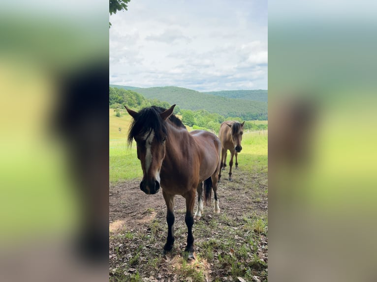Weitere Ponys/Kleinpferde Mix Wallach 3 Jahre 140 cm Brauner in Altenbuch