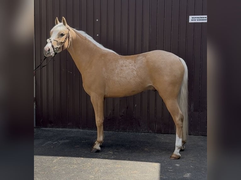 Weitere Ponys/Kleinpferde Wallach 3 Jahre 140 cm Palomino in Strzałkowo
