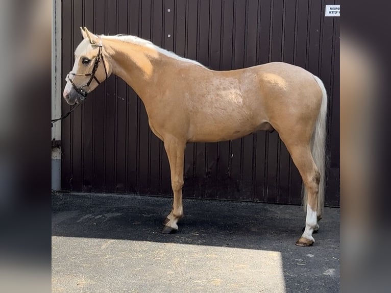 Weitere Ponys/Kleinpferde Wallach 3 Jahre 140 cm Palomino in Strzałkowo