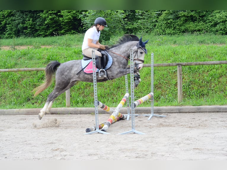 Weitere Ponys/Kleinpferde Wallach 3 Jahre 143 cm Schimmel in Wellheim