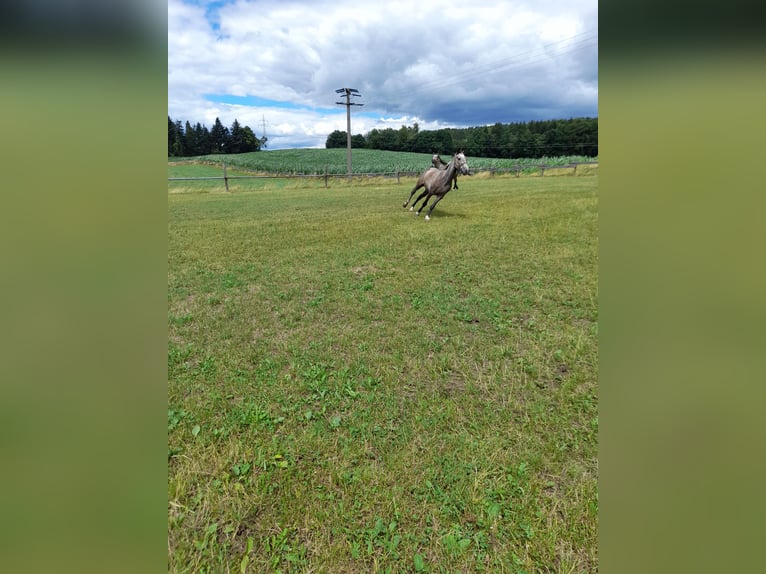 Weitere Ponys/Kleinpferde Mix Wallach 3 Jahre 144 cm Braunfalbschimmel in Bad Saulgau