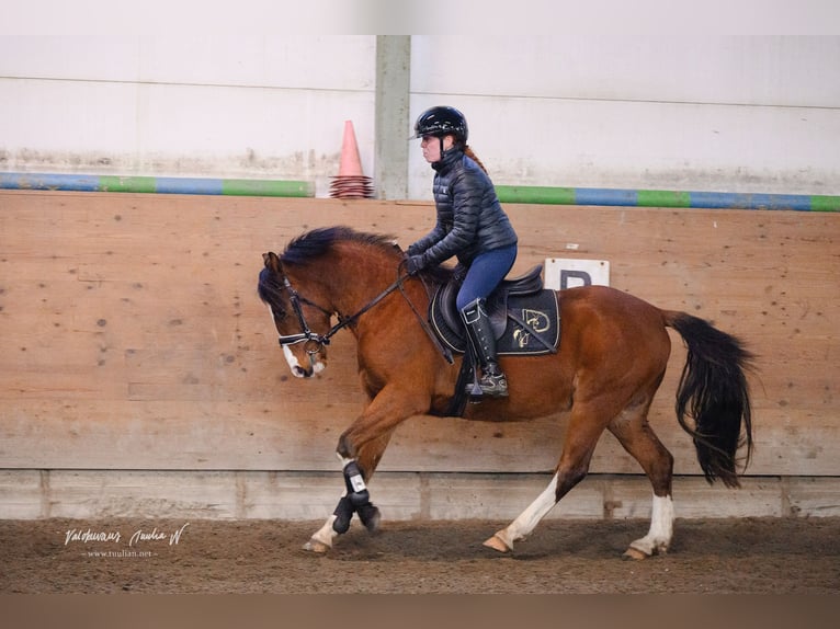 Weitere Ponys/Kleinpferde Wallach 3 Jahre 145 cm Brauner in Mäyry