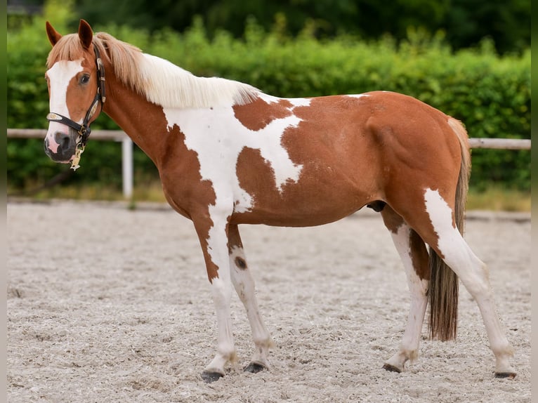Weitere Ponys/Kleinpferde Wallach 3 Jahre 145 cm Schecke in Neustadt (Wied)