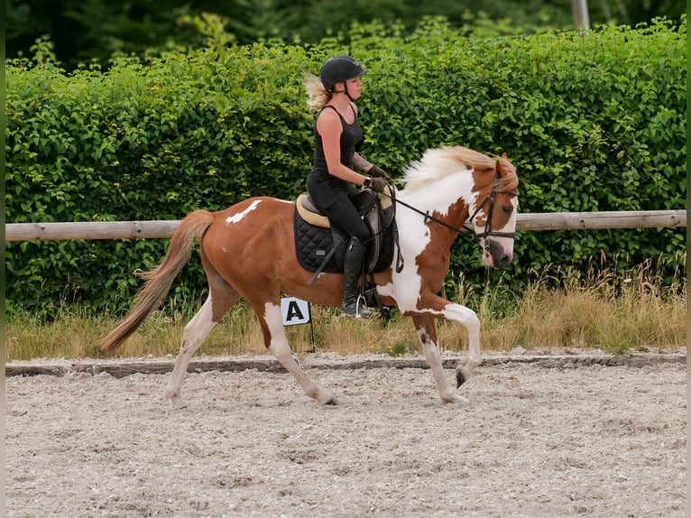 Weitere Ponys/Kleinpferde Wallach 3 Jahre 145 cm Schecke in Neustadt (Wied)