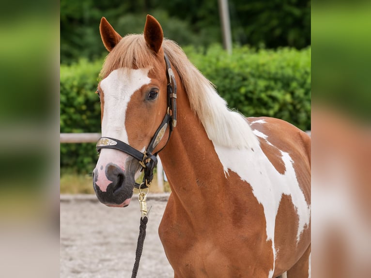 Weitere Ponys/Kleinpferde Wallach 3 Jahre 145 cm Schecke in Neustadt (Wied)