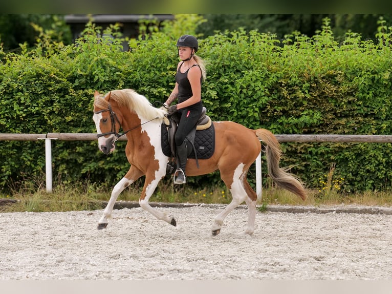 Weitere Ponys/Kleinpferde Wallach 3 Jahre 145 cm Schecke in Neustadt (Wied)