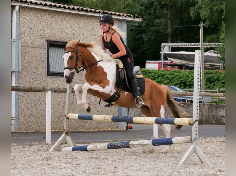 Weitere Ponys/Kleinpferde Wallach 3 Jahre 145 cm Schecke in Neustadt (Wied)