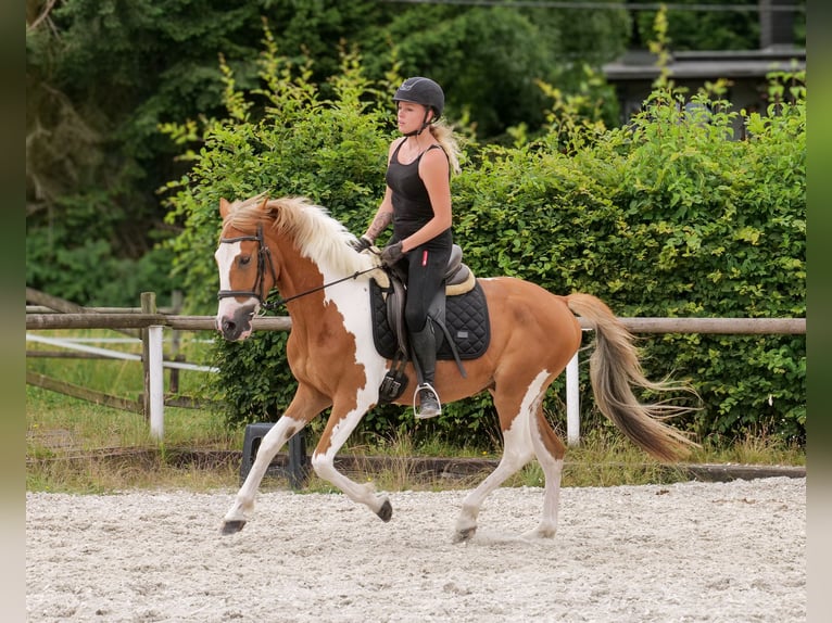 Weitere Ponys/Kleinpferde Wallach 3 Jahre 145 cm Schecke in Neustadt (Wied)
