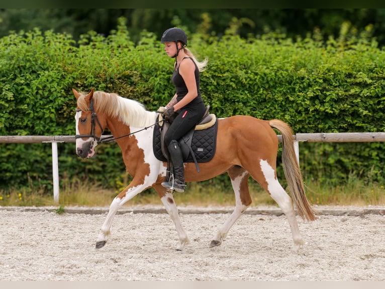 Weitere Ponys/Kleinpferde Wallach 3 Jahre 145 cm Schecke in Neustadt (Wied)