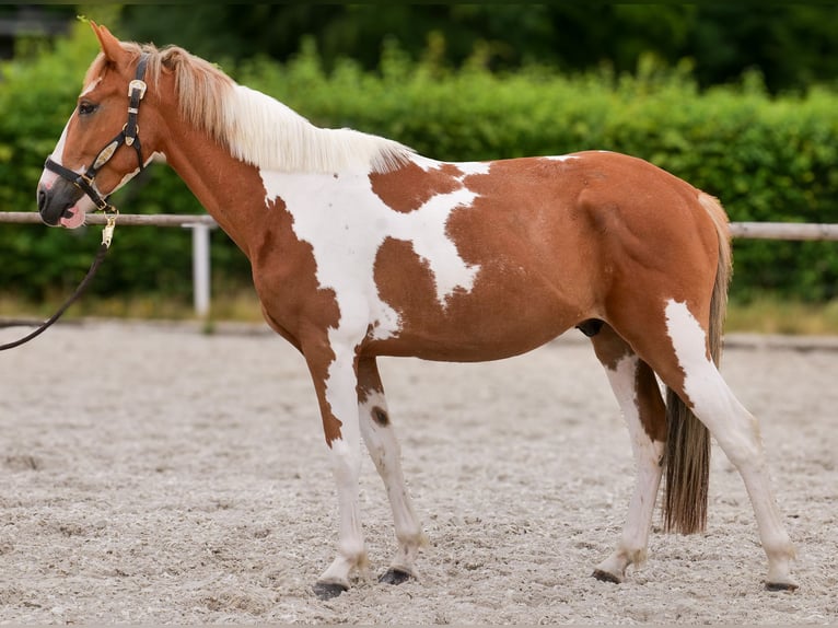 Weitere Ponys/Kleinpferde Wallach 3 Jahre 145 cm Schecke in Neustadt (Wied)