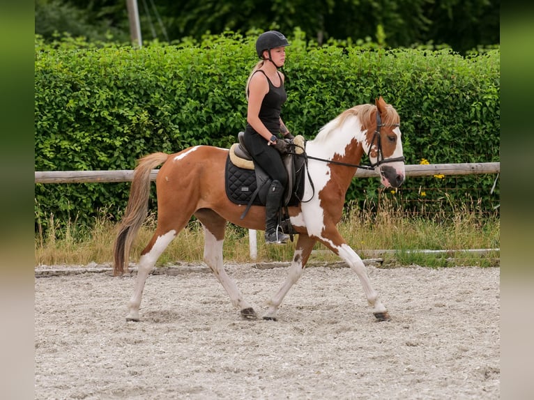 Weitere Ponys/Kleinpferde Wallach 3 Jahre 145 cm Schecke in Neustadt (Wied)