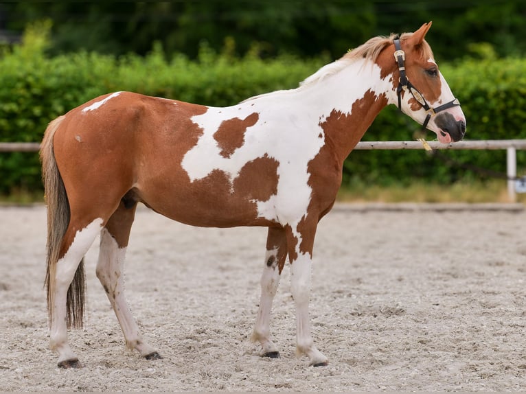 Weitere Ponys/Kleinpferde Wallach 3 Jahre 145 cm Schecke in Neustadt (Wied)