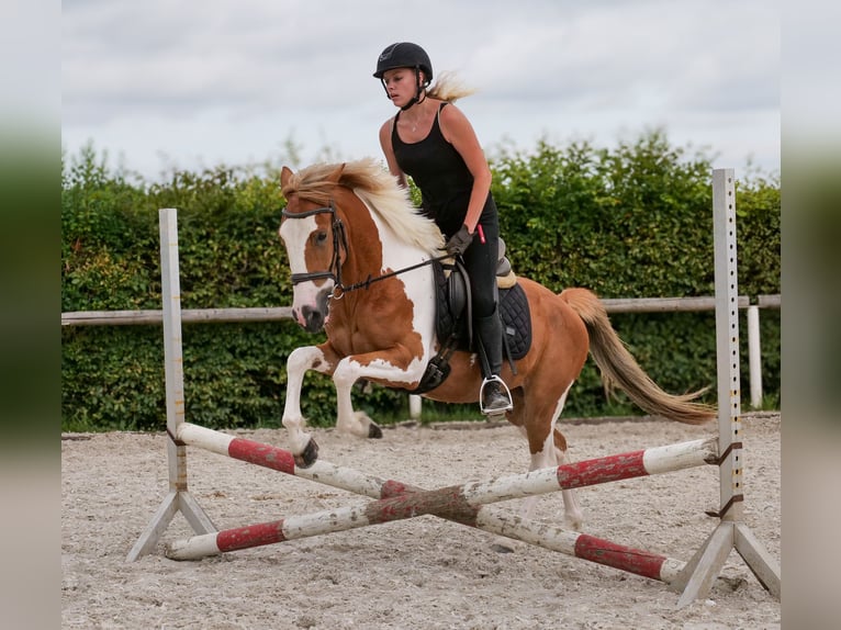 Weitere Ponys/Kleinpferde Wallach 3 Jahre 145 cm Schecke in Neustadt (Wied)
