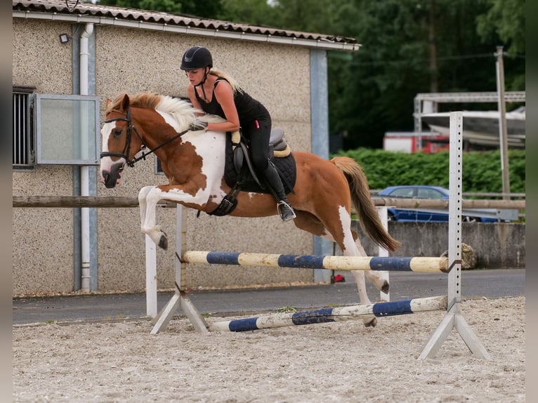 Weitere Ponys/Kleinpferde Wallach 3 Jahre 145 cm Schecke in Neustadt (Wied)