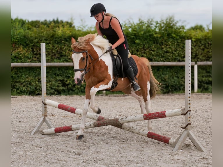 Weitere Ponys/Kleinpferde Wallach 3 Jahre 145 cm Schecke in Neustadt (Wied)