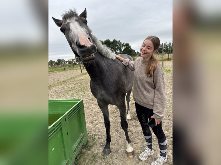 Weitere Ponys/Kleinpferde Wallach 3 Jahre 146 cm Rappschimmel in Wetteren