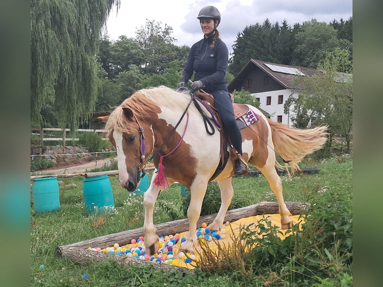 Weitere Ponys/Kleinpferde Wallach 3 Jahre 150 cm Schecke in Bayerbach
