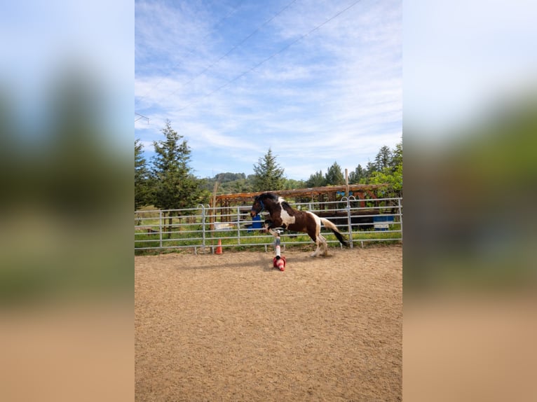 Weitere Ponys/Kleinpferde Wallach 3 Jahre 150 cm  in Caumont-sur-Durance