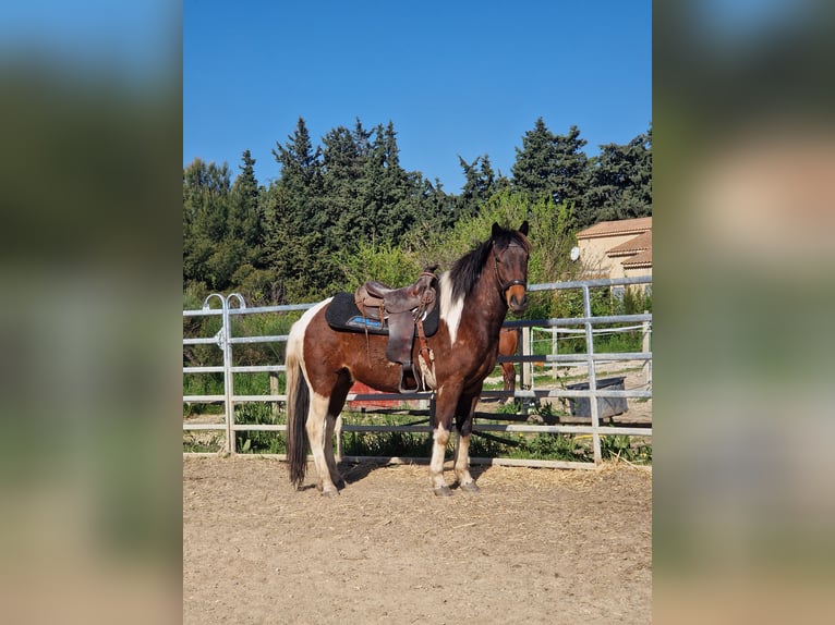 Weitere Ponys/Kleinpferde Wallach 3 Jahre 150 cm  in Caumont-sur-Durance