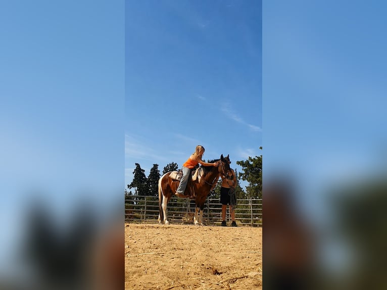 Weitere Ponys/Kleinpferde Wallach 3 Jahre 150 cm  in Caumont-sur-Durance