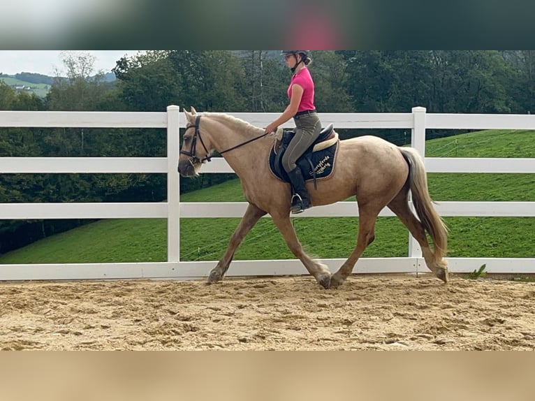 Weitere Ponys/Kleinpferde Wallach 3 Jahre 155 cm Palomino in Morsbach