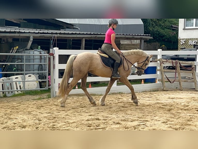 Weitere Ponys/Kleinpferde Wallach 3 Jahre 155 cm Palomino in Morsbach